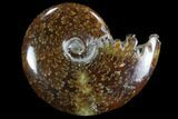 Polished, Agatized Ammonite (Cleoniceras) - Madagascar #97272-1
